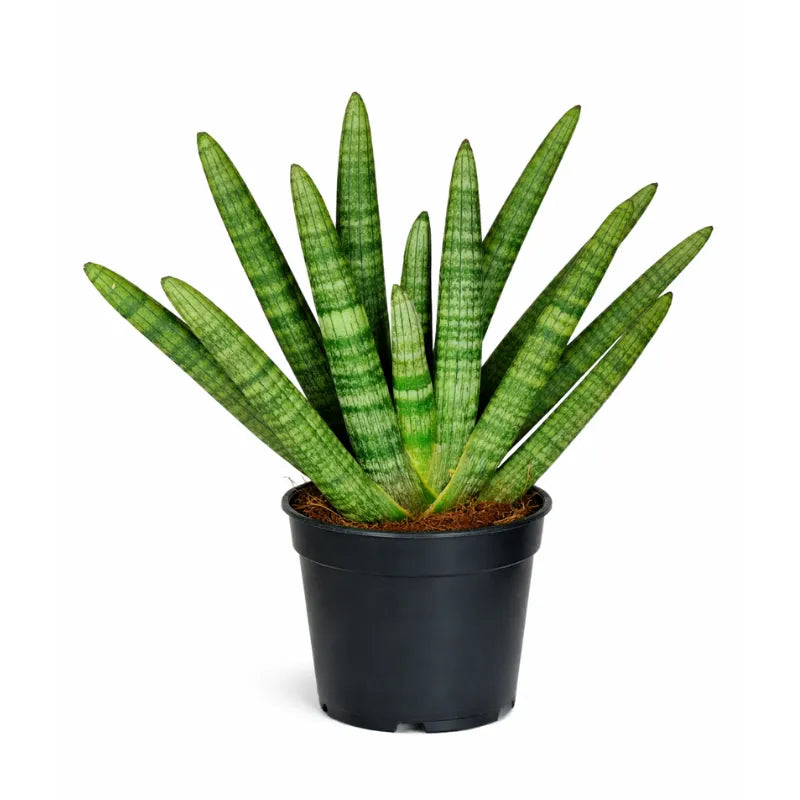 Sansevieria Cylindrica Swasdii D.15