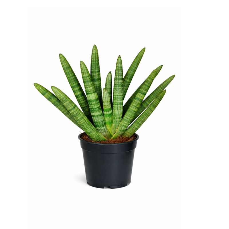 Sansevieria Cylindrica Swasdii d.13