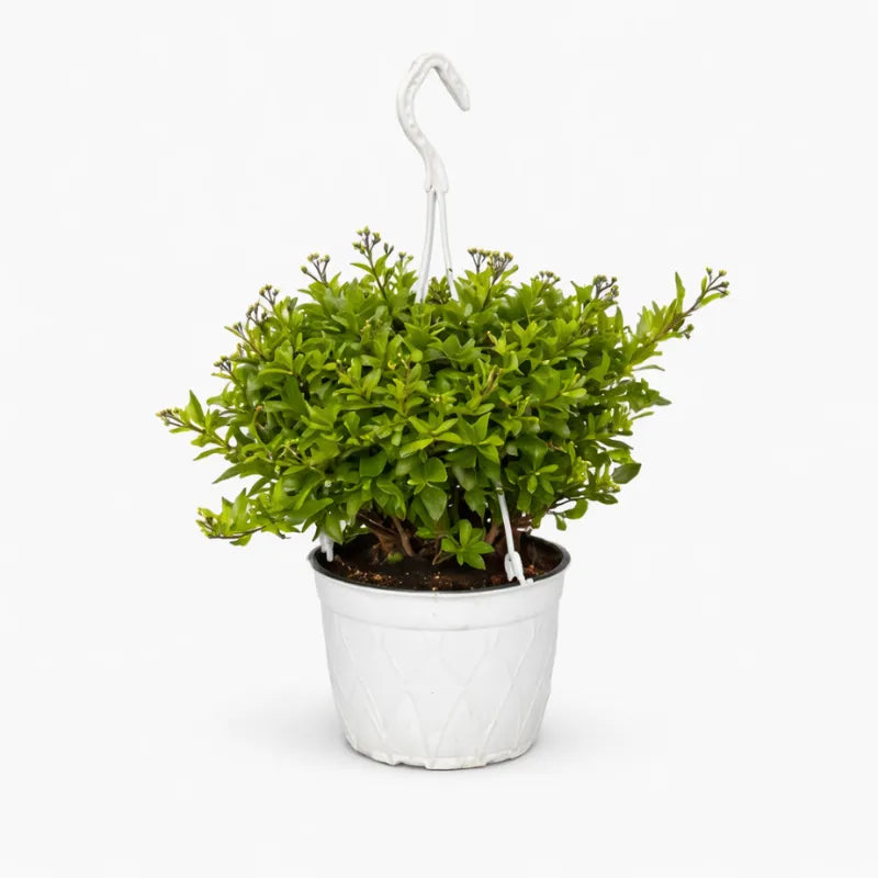 Solanum jasminoides basket D.19 H.40 cm