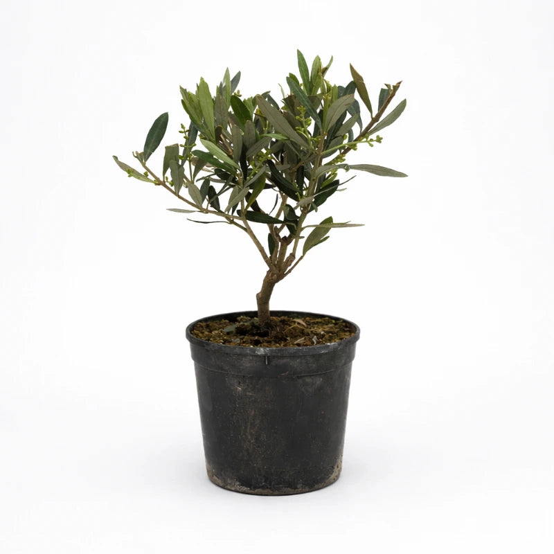 Olivo in vaso plastica D. 12 H. 30 CM