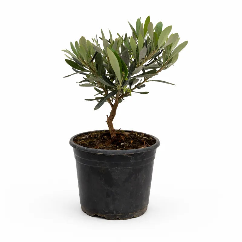 Olivo in vaso plastica D. 14 H. 32 CM