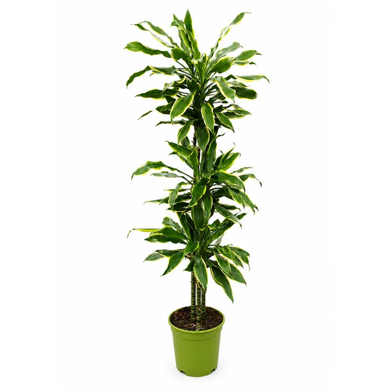 Dracaena gold coast T.120 D.27 H.160 cm