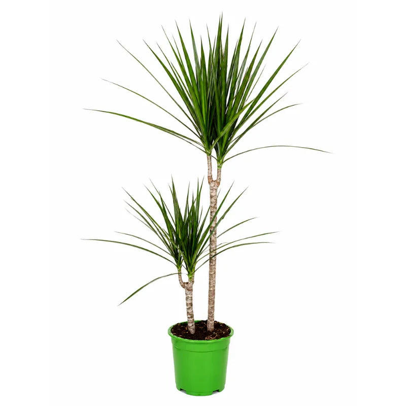 Dracaena marginata D.19 H.75 cm