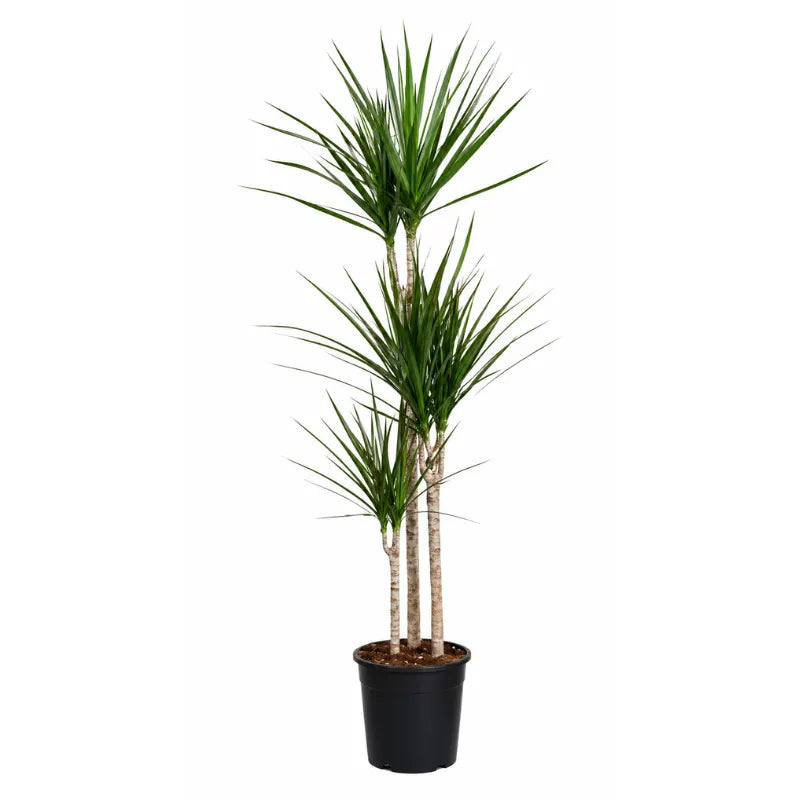 Dracaena marginata T.60 D.21 H.100 cm