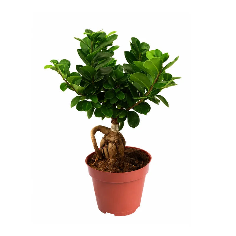 Bonsai ficus ginseng in vaso plastica D.14  H.40 cm