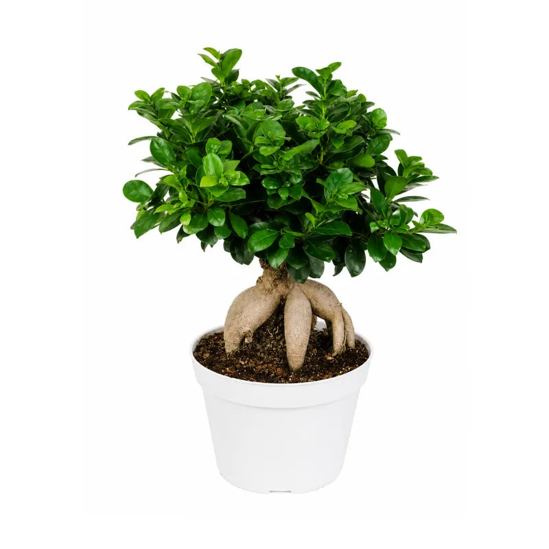 Bonsai ficus ginseng D.16 H.45 cm