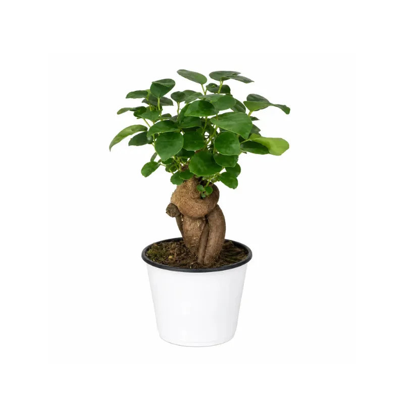 Bonsai Mini Ficus Ginseng  Altezza Pianta D.10 H.25 cm