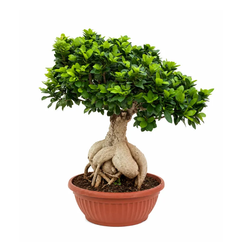 Bonsai ginseng vaso D.35 H.70 cm