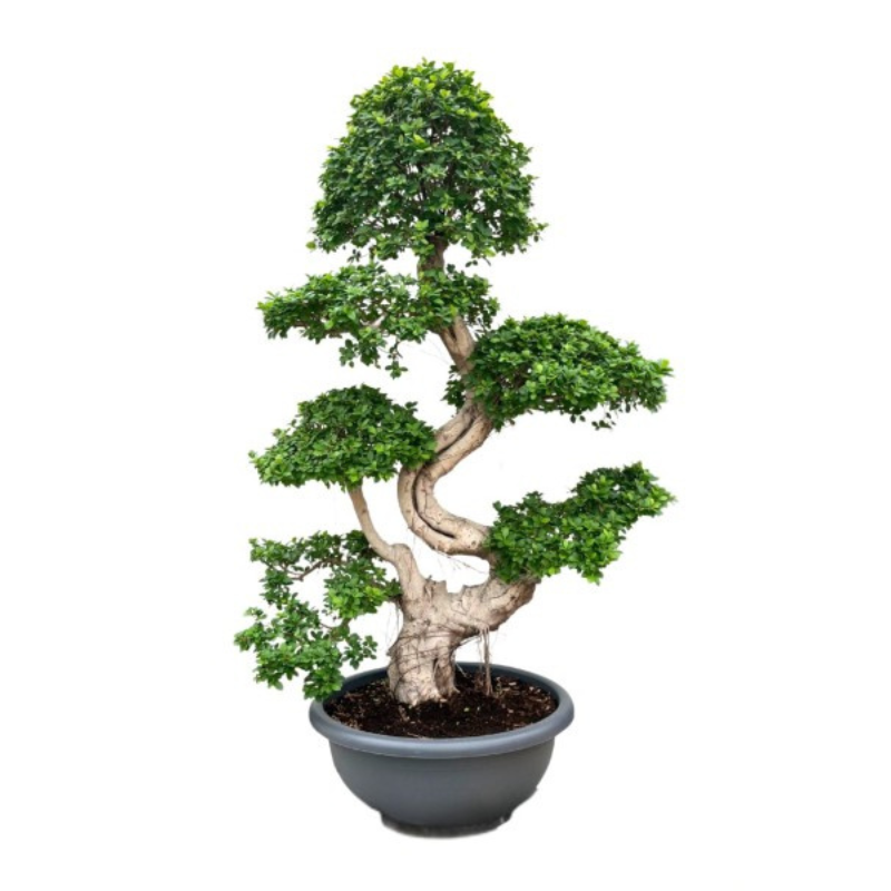 BONSAI MICROCARPA D. 80 - H. 240 cm