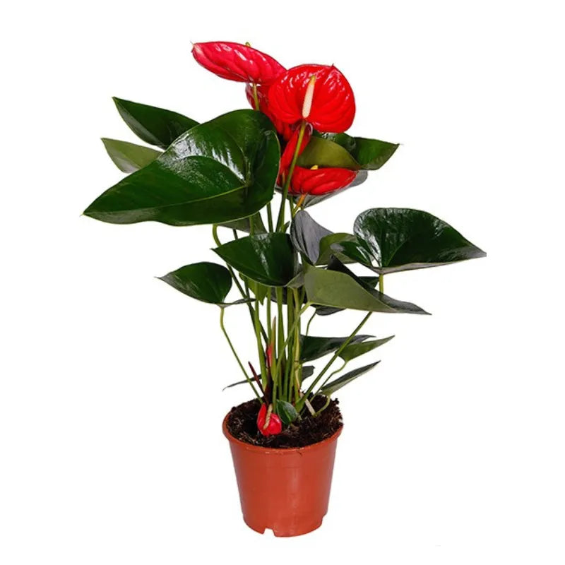 Anthurium rosso D. 17 - H. 65 cm