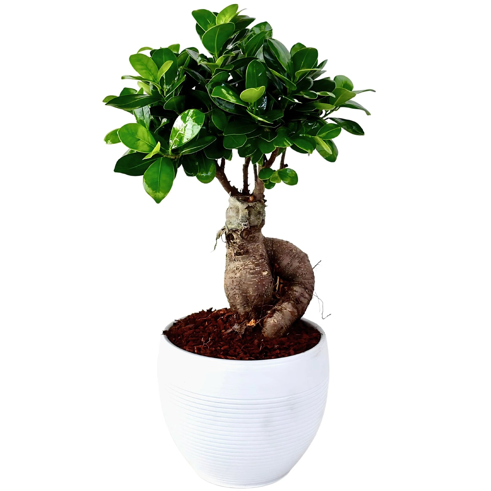 Bonsai Ficus Ginseng - pianta con radici scultoree in vaso di ceramica Manacor bianco su sfondo chiaro