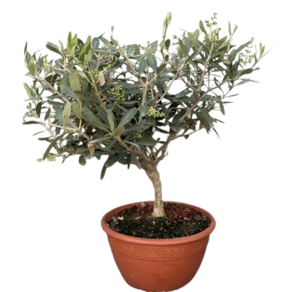 Bonsai Olivo ciotola D. 20 - H. 45 cm