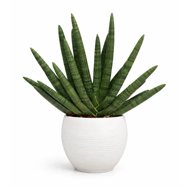 Sansevieria Swasdi in vaso Manacor 22 cm - pianta da interno elegante