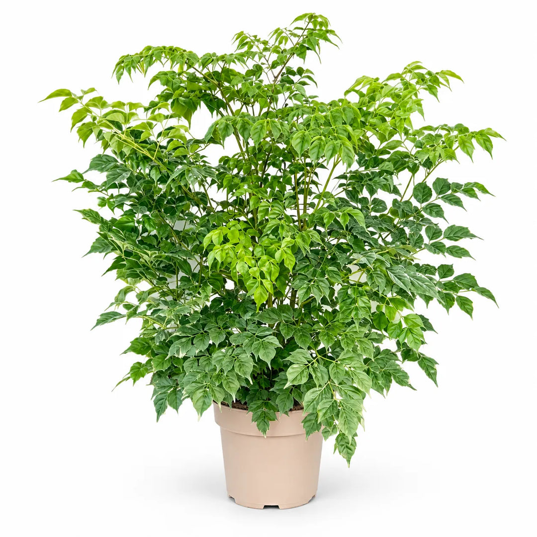 Radamachera - D.17 H.50 cm