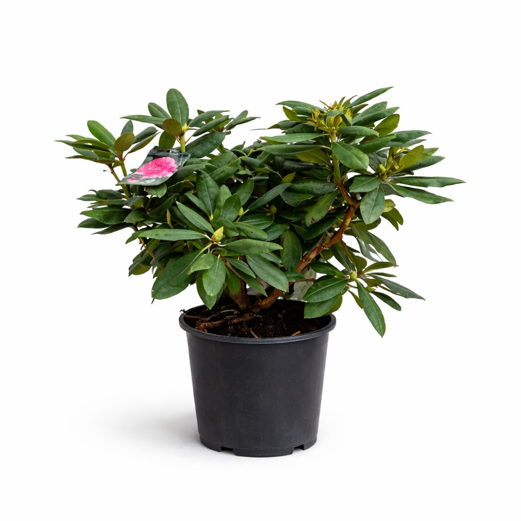Rhododendron D.23 H.60 cm