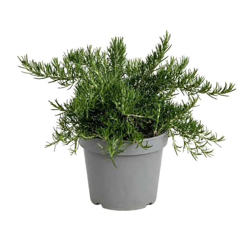 Rosamrino prostrato D.19 H.35 cm
