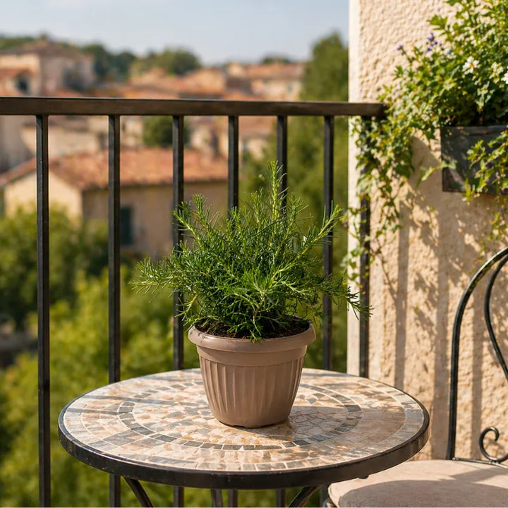 rosmarino in vaso su tavolino da balcone pianta aromatica da esterno