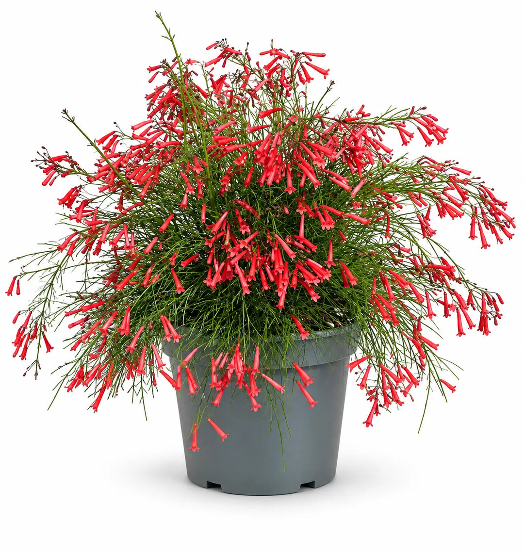 Russelia D.24 H.50 cm
