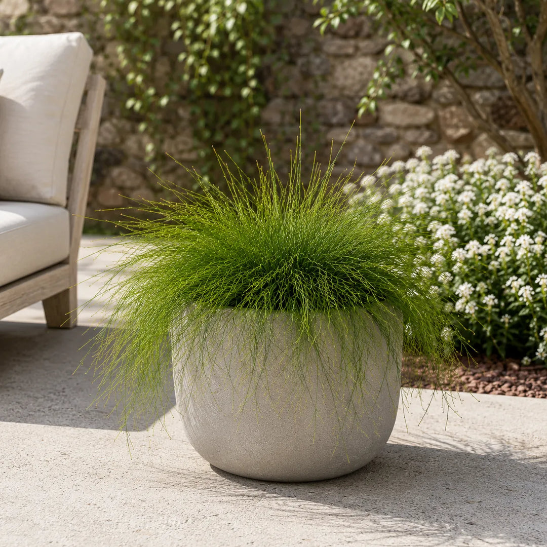 Russelia equisetiformis coltivata in grande vaso decorativo su terrazza, apprezzata per il fogliame leggero e l&