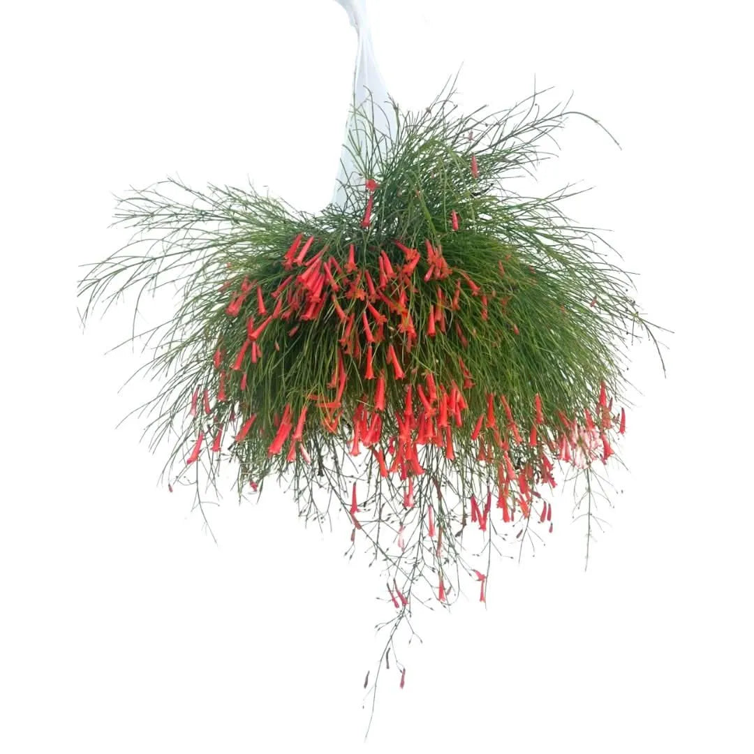 Russelia in basket - pianta cascante con fiori rossi, vista frontale
