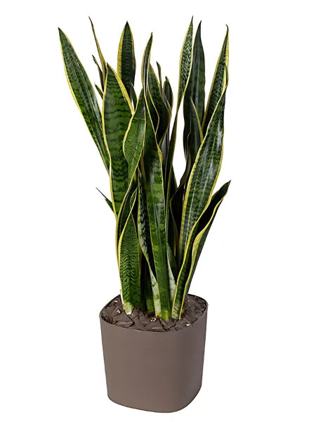 Sansevieria Laurentii 80 cm - pianta d'appartamento elegante in vaso decorativo