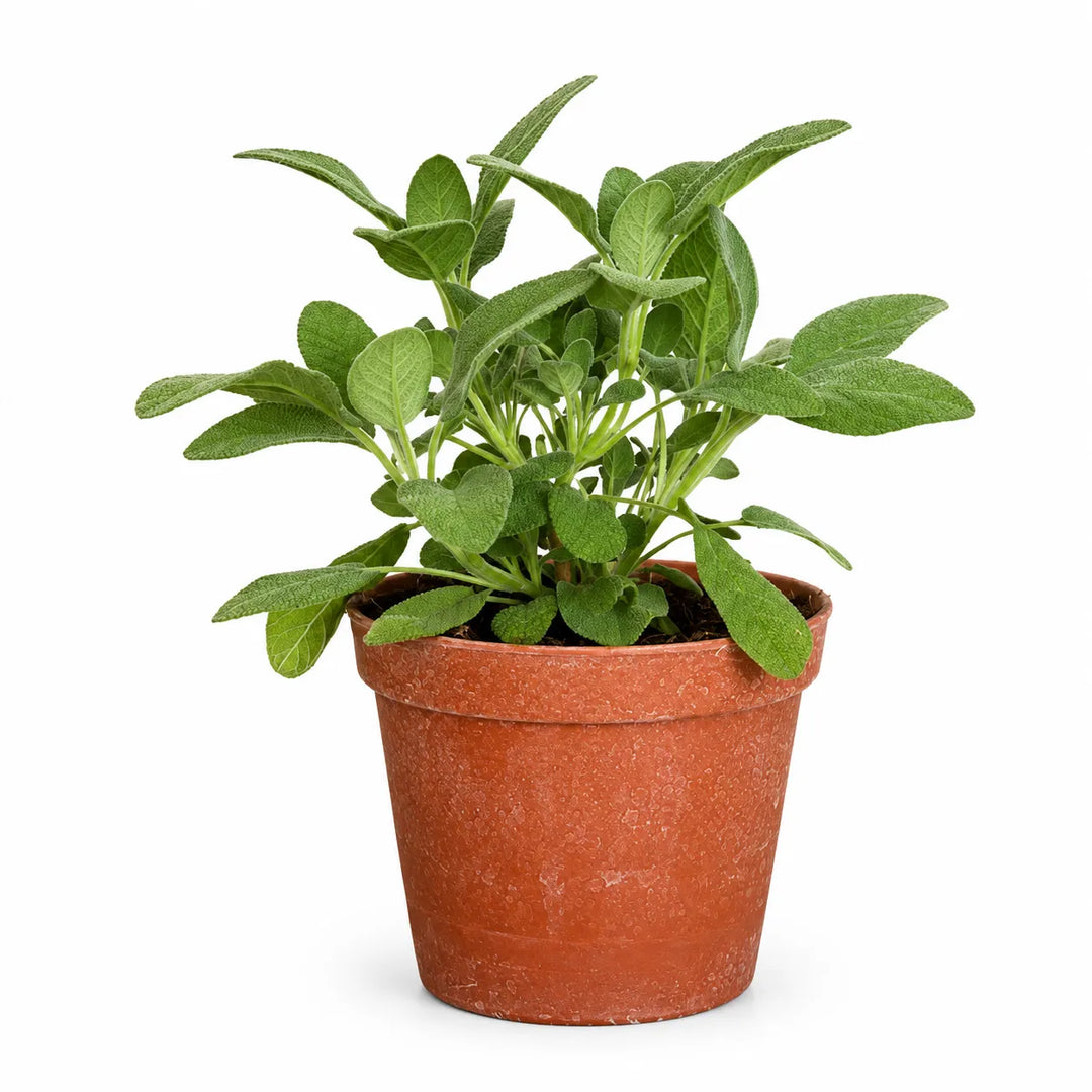 Salvia maxima D. 14 - H. 30 cm