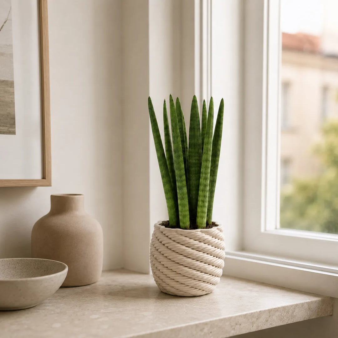Sansevieria Cylindrica in vaso di ceramica artigianale Carina bianco, collocata su davanzale luminoso in ambiente elegante e contemporaneo.