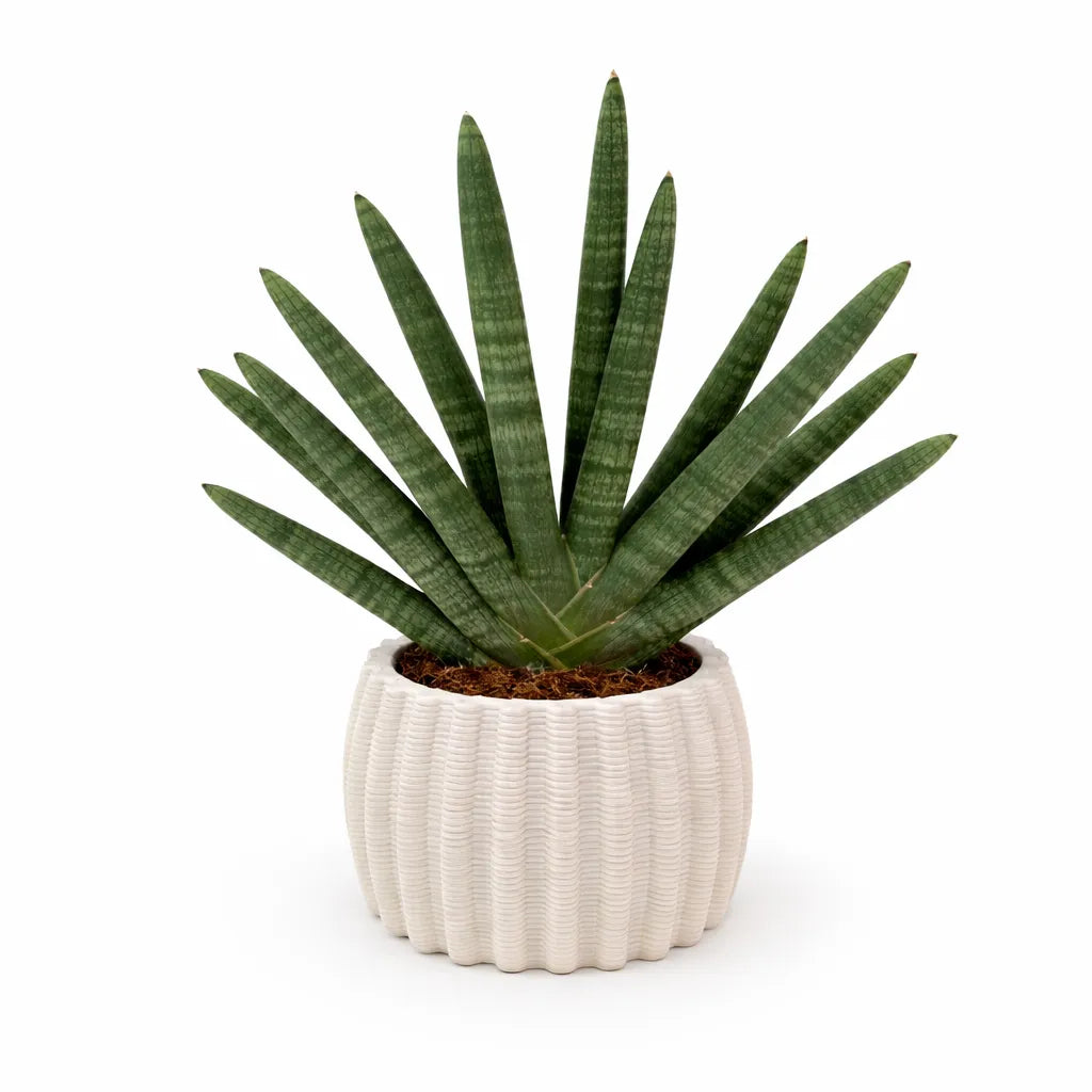Sansevieria Cylindrica Swasdii - pianta da interno in vaso di ceramica artigianale Dioniso