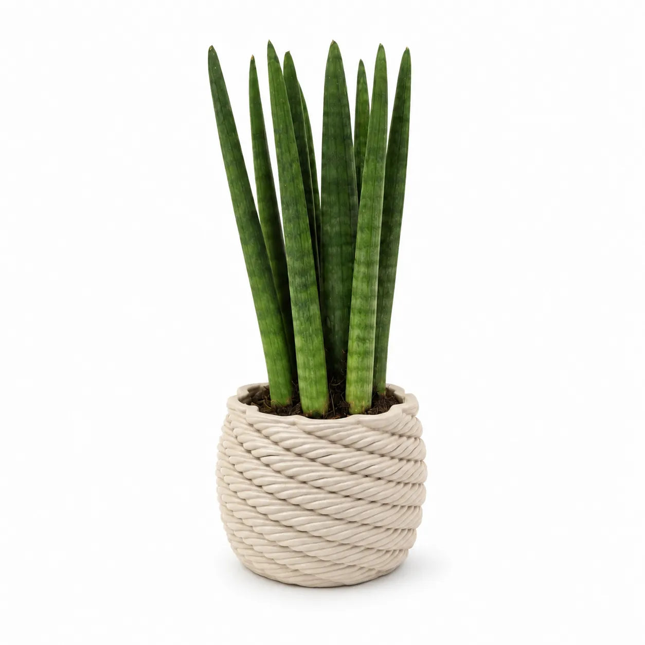 Pianta Sansevieria Cylindrica con foglie cilindriche erette coltivata in vaso di ceramica artigianale Carina, isolata su sfondo bianco.