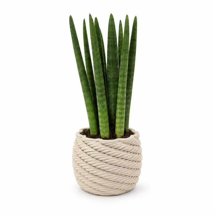 Pianta Sansevieria Cylindrica con foglie cilindriche erette coltivata in vaso di ceramica artigianale Carina, isolata su sfondo bianco.