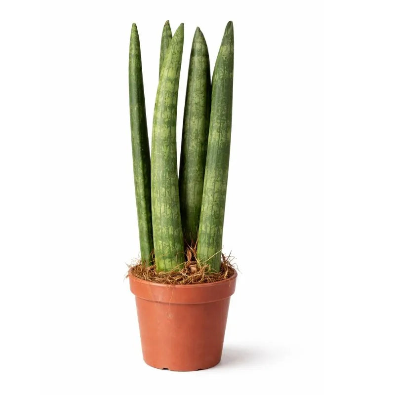 Sansevieria Cylindrica in vaso plastica D.8 H.25 cm