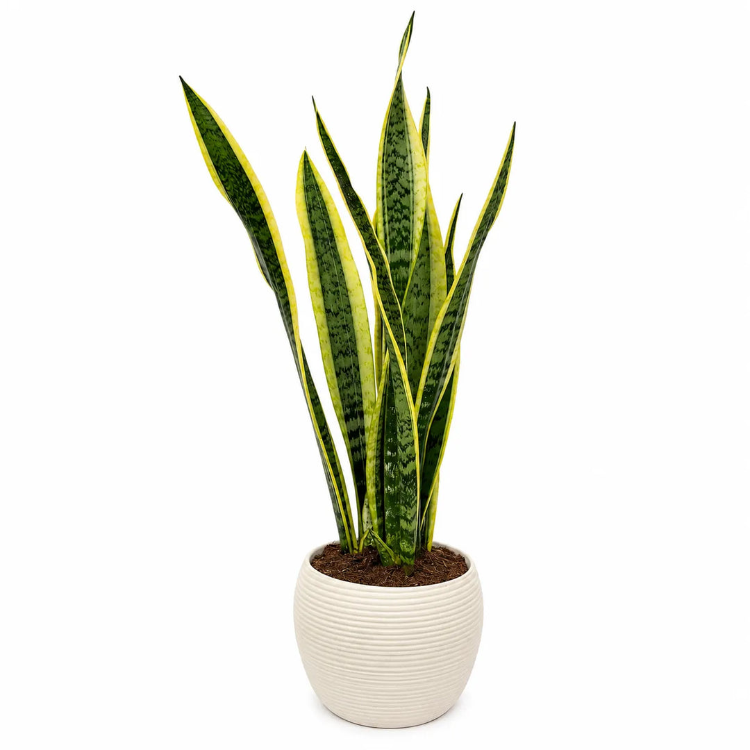 Sansevieria Laurentii in Sally D.17 H.70 cm