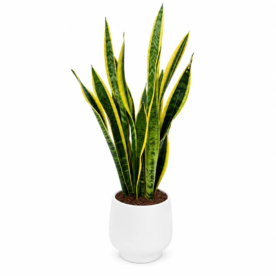 Sansevieria Laurentii in Sweet D. 17 H. 65 cm