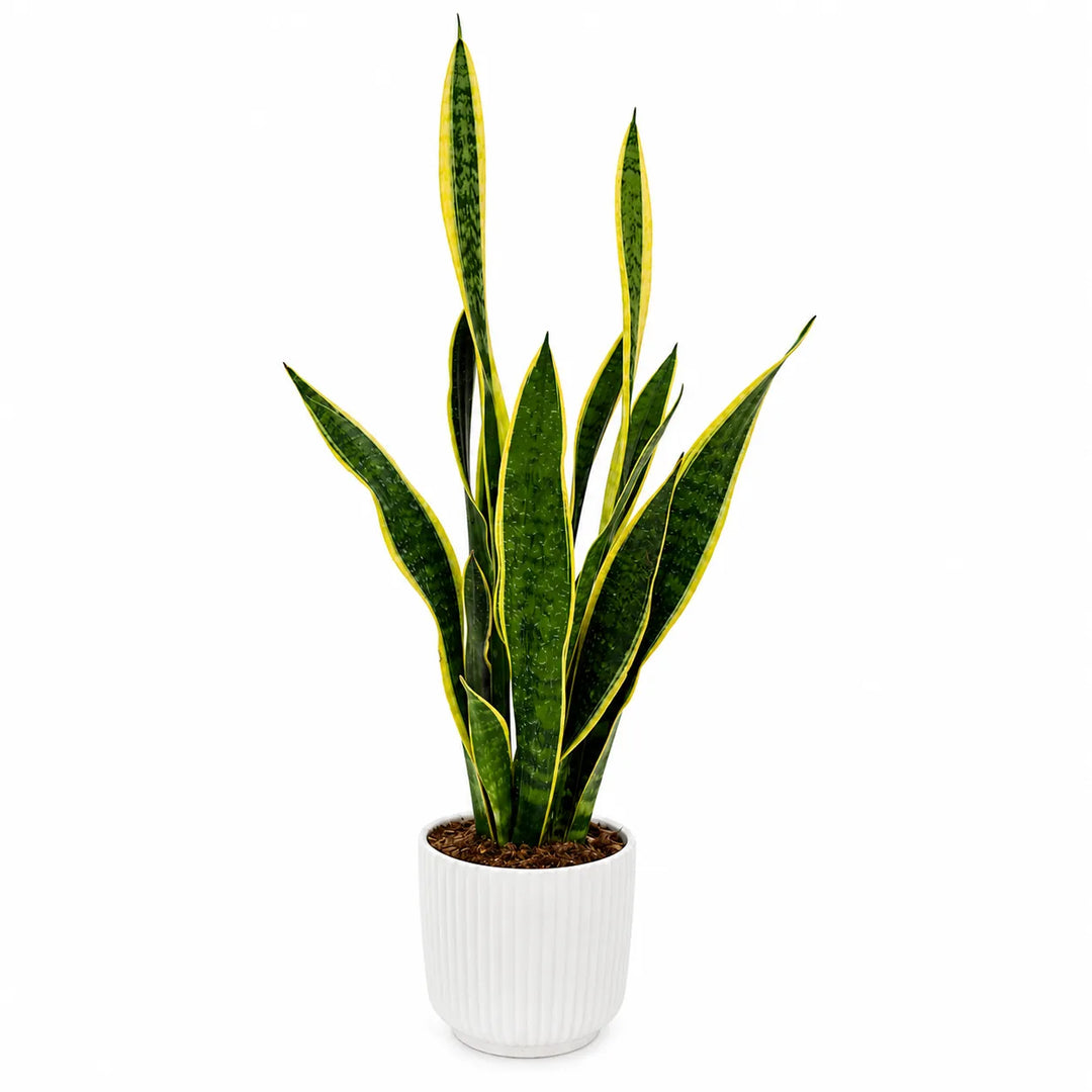 Sansevieria Laurentii in pitti D.15 H. 60 cm