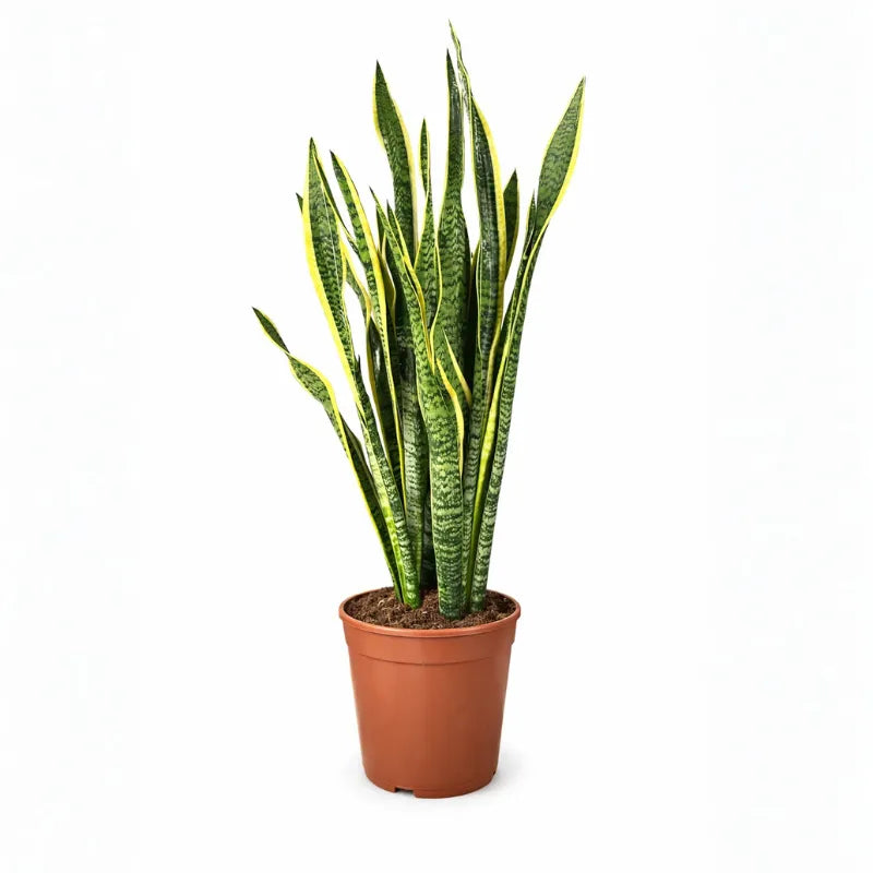 Sansevieria Laurentii Extra  Altezza Pianta D.24 H 120 cm
