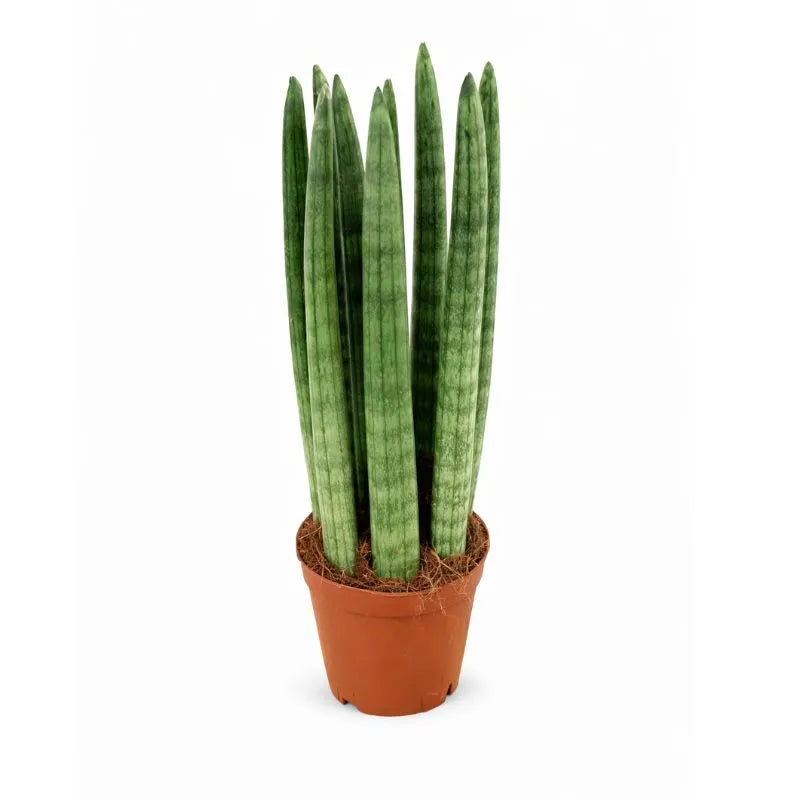 Sansevieria cylindrica in vaso plastica D.10 H.30 cm