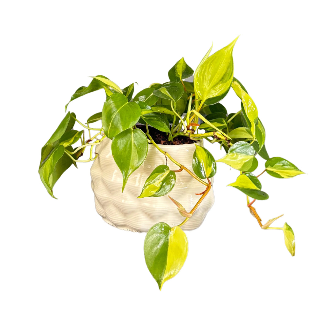 Philodendron Scandens Brasil - pianta in vaso ceramica Mana ovale con foglie ricadenti