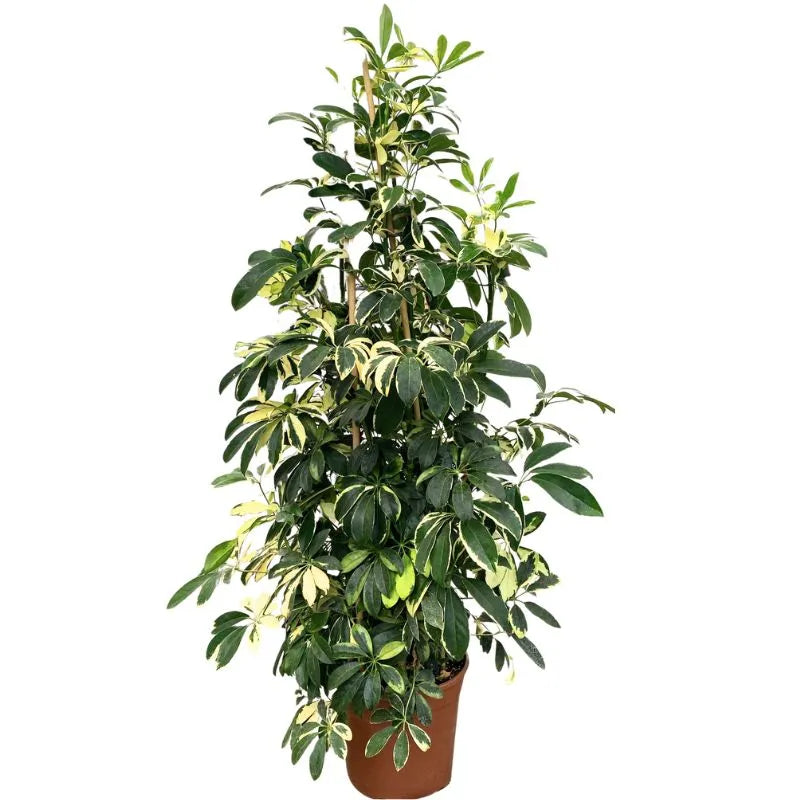 Schefflera Gold Capella 150 cm - pianta da interno con foglie variegate