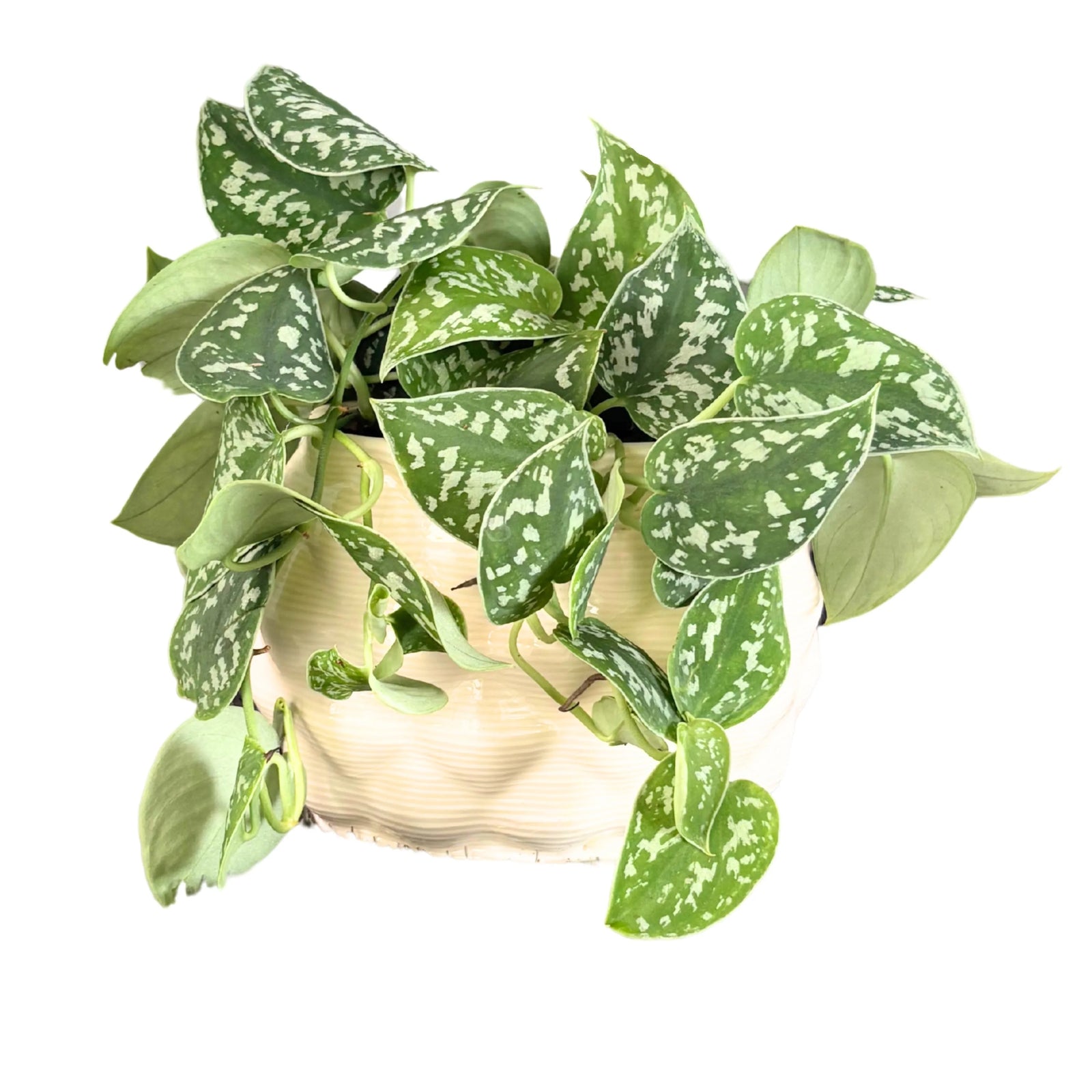 Scindapsus Pictus Argyraeus - pianta in vaso di ceramica ovale Mana bianco, vista frontale