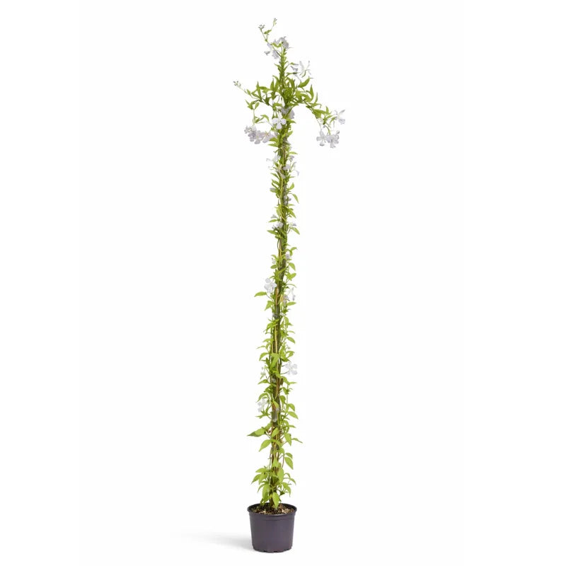Solanum jasminoides D.18 H.210 cm