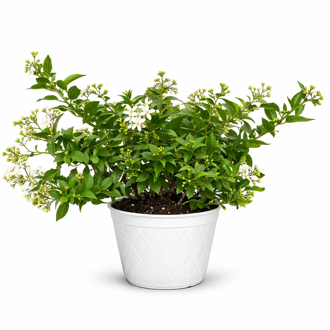 Solanum jasminoides D.14