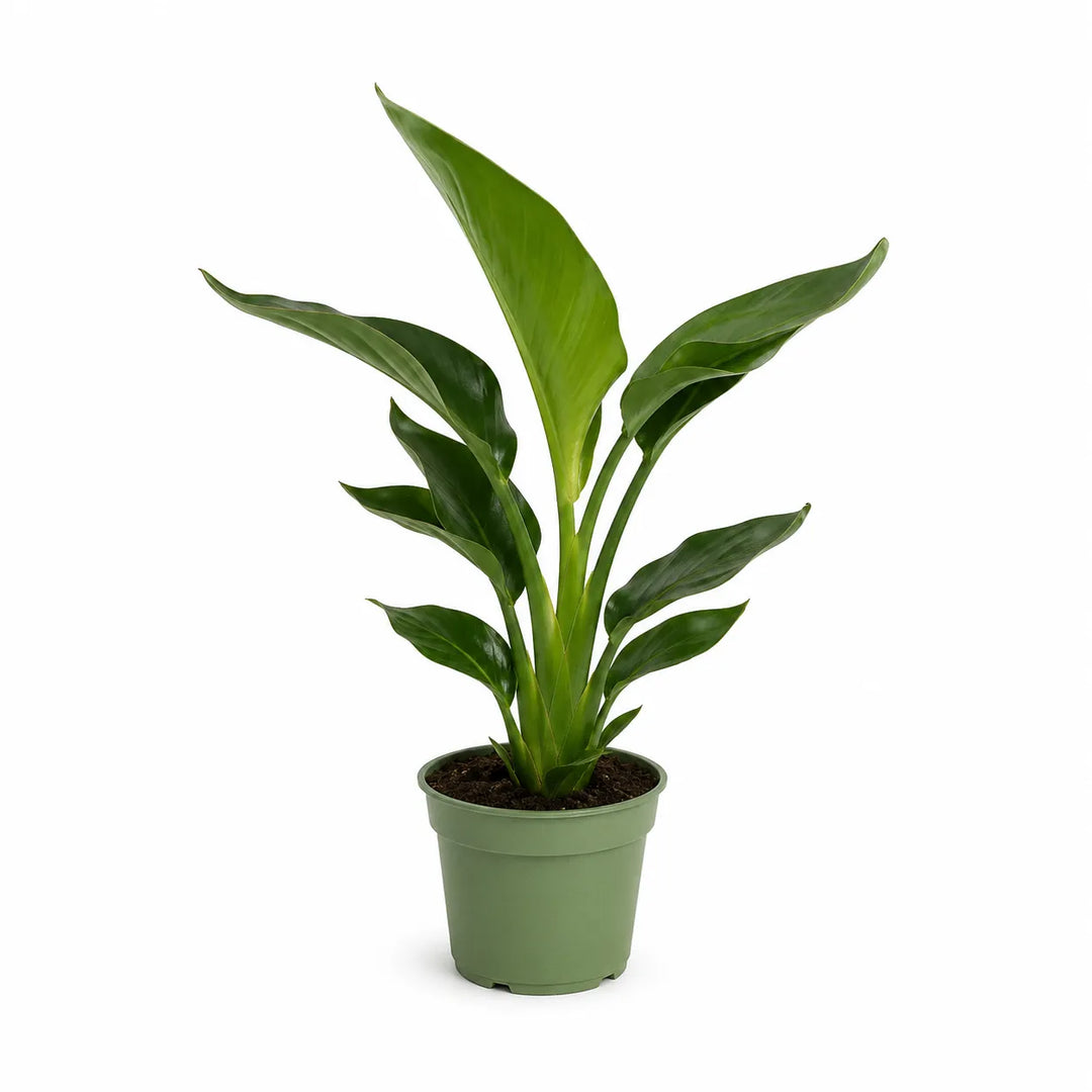 Strelitzia Augusta D. 15 - H. 65 cm