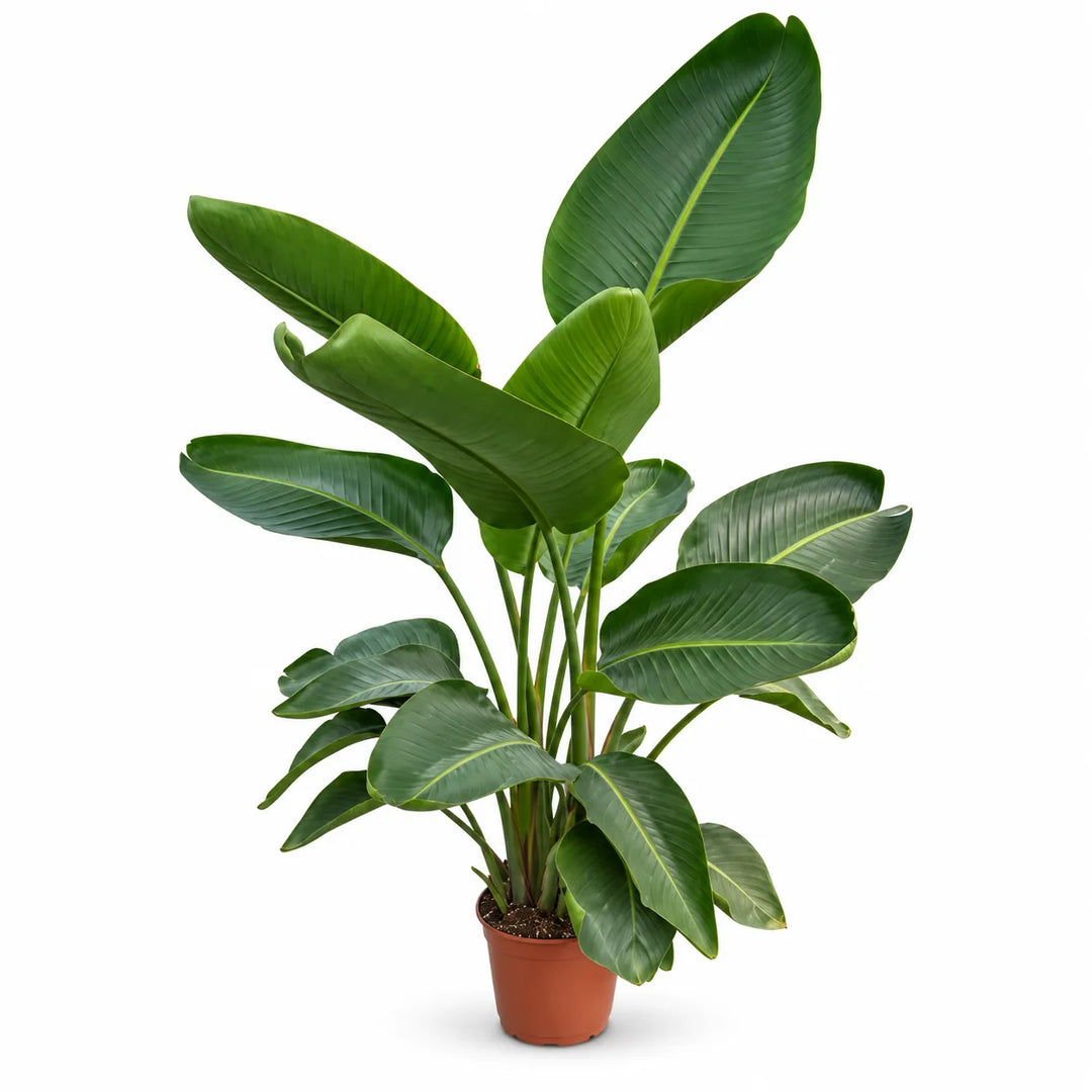 Strelitzia Augusta D. 24 - H. 170/190 cm