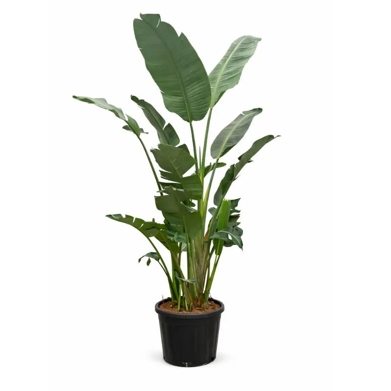 Strelitzia augusta D.55 H.270/310 cm
