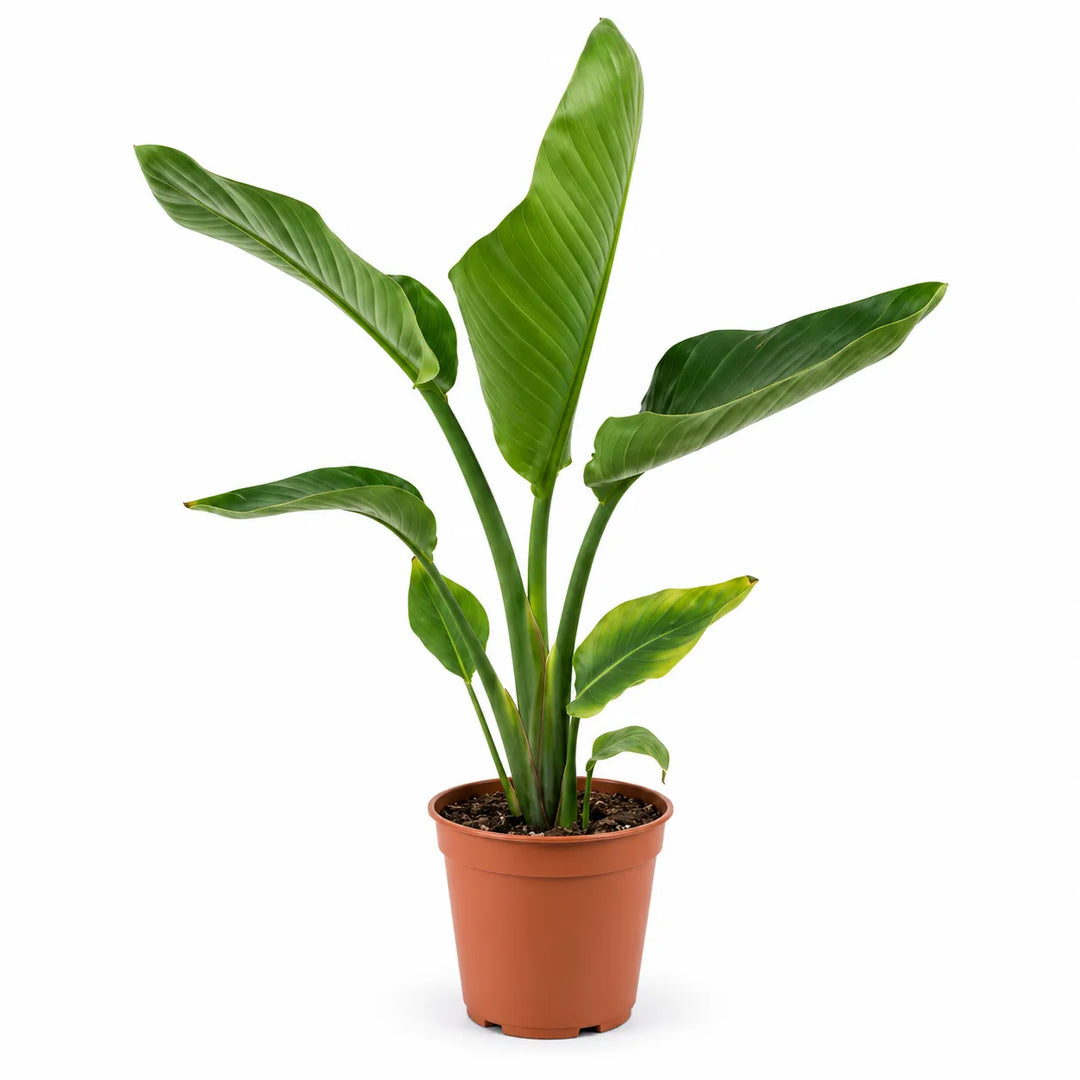 Strelitzia augusta D. 17 - H. 80 cm