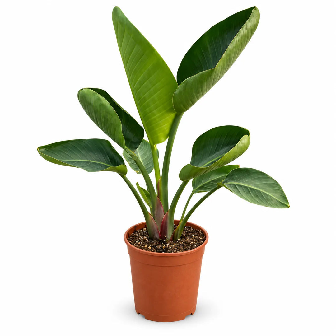 Strelitzia augusta D. 19 - H. 90 cm