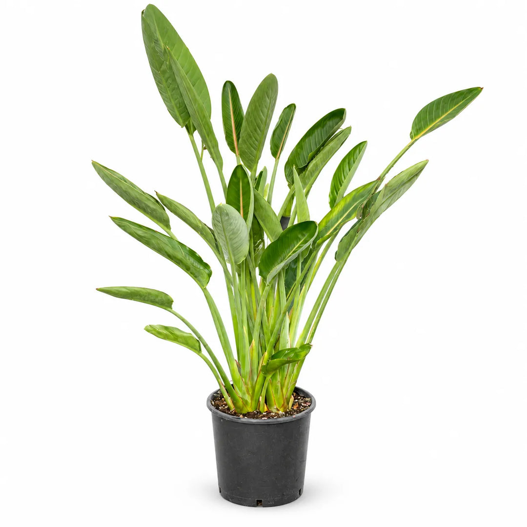 Strelitzia reginae D.24 H.80