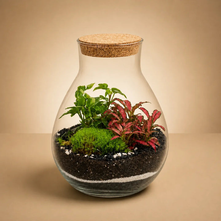 Terrarium Inside con piante verdi e Fittonia rossa all&