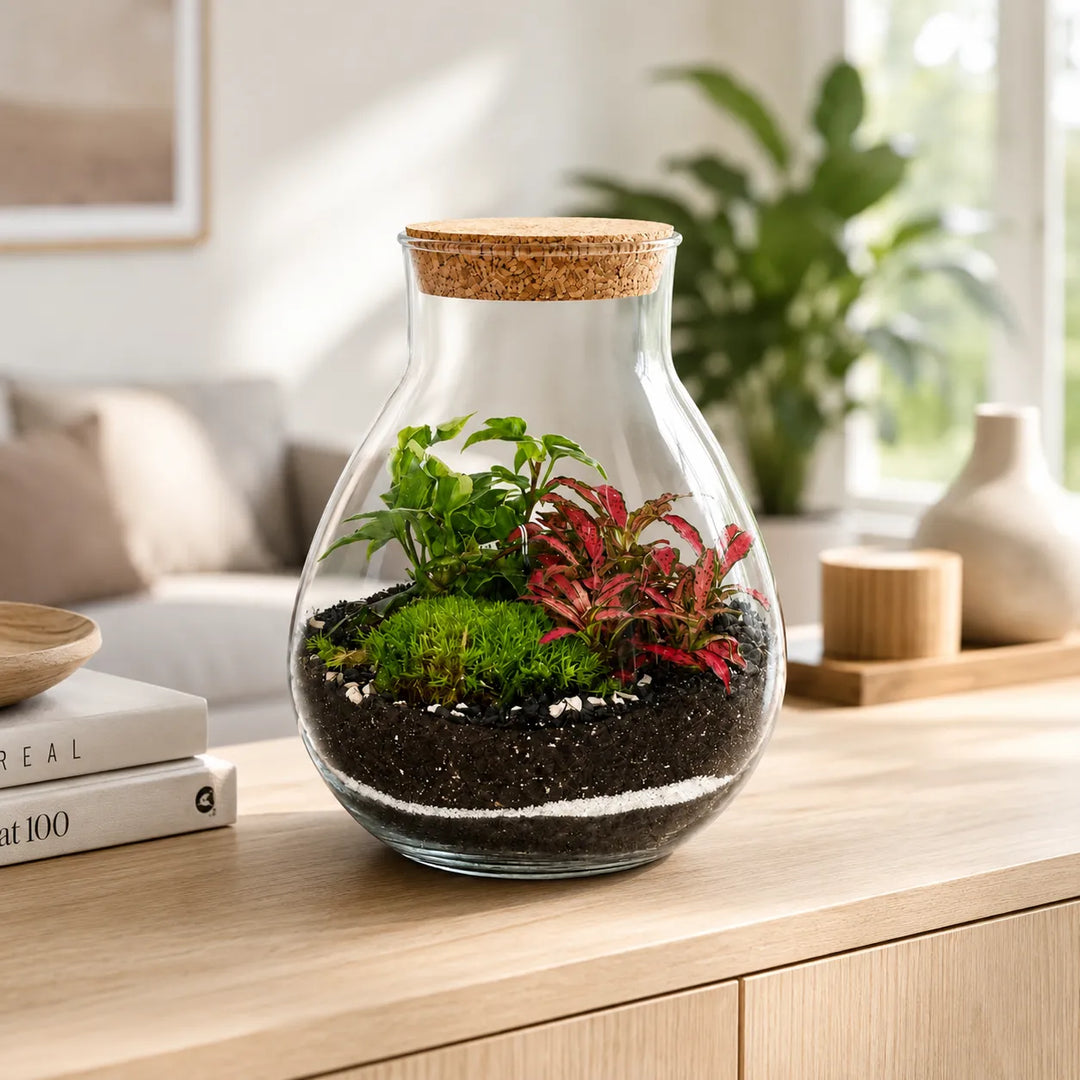 Terrarium Inside con piante verdi e Fittonia rossa all&