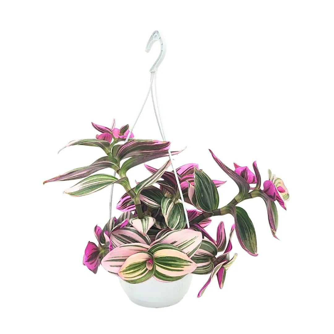 Tradescantia Nanouk - pianta ricadente in vaso basket bianco con gancio
